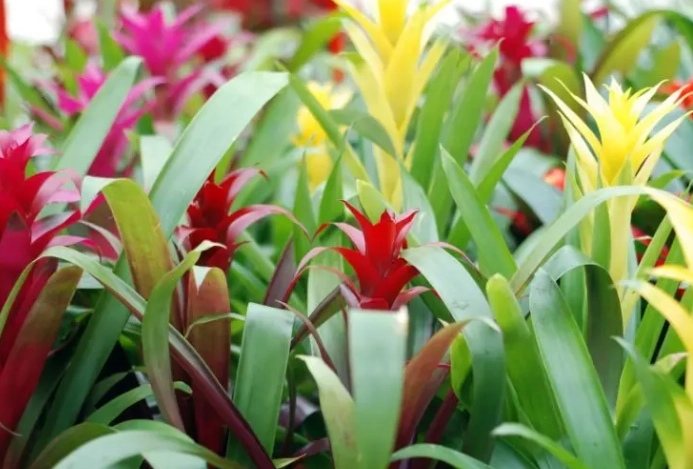 pet safe houseplants