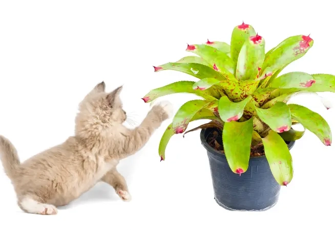 Are Bromeliads Toxic to Cats and Dogs? A Pet Owner's Safety Guide