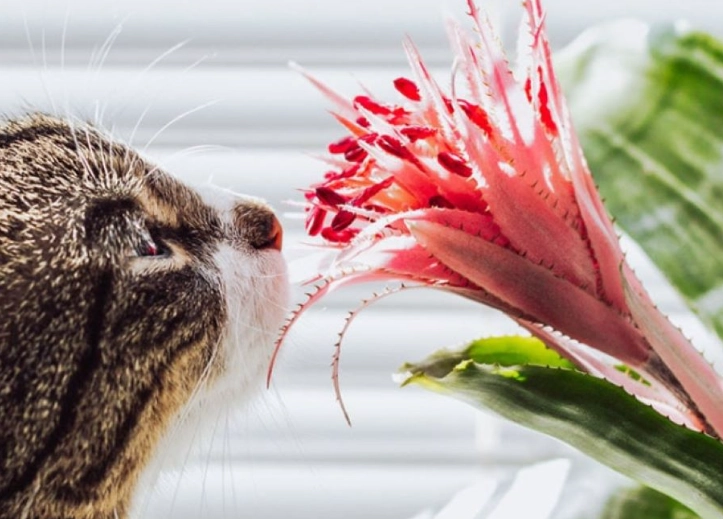 bromeliads safe for pets