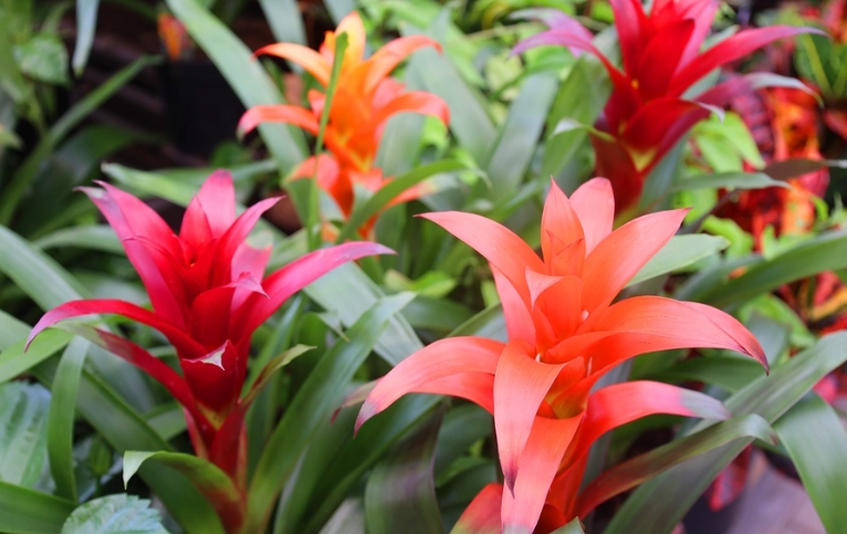 bromeliads safe for pets