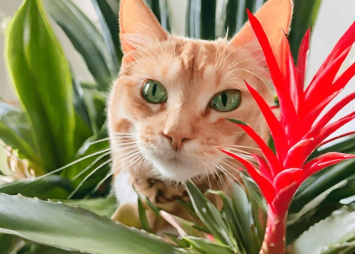 are bromeliads toxic to cats