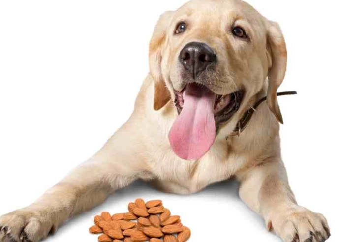 almonds toxic to dogs
