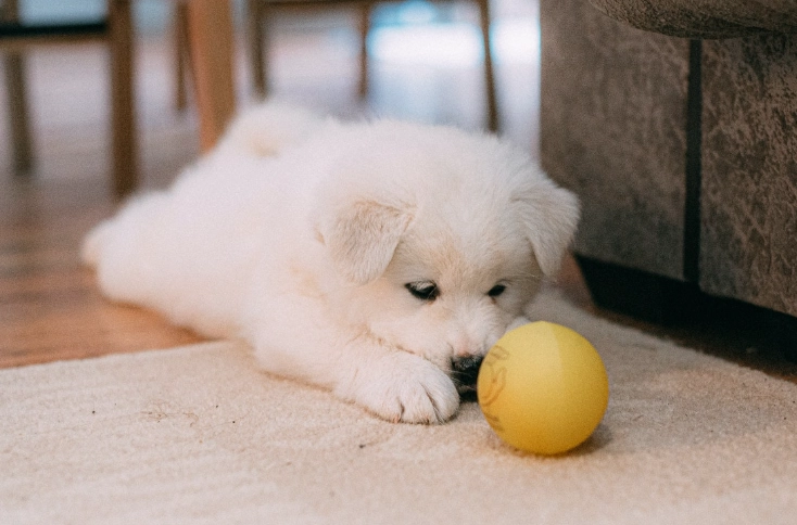 puppy potty training routine