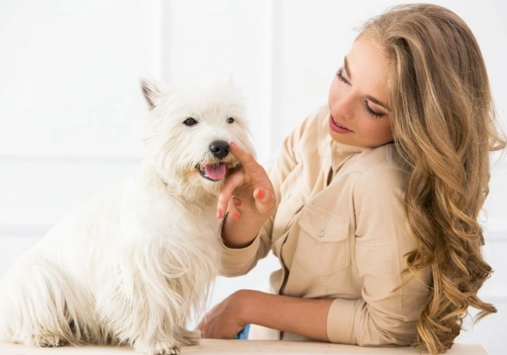 dog wound care at home