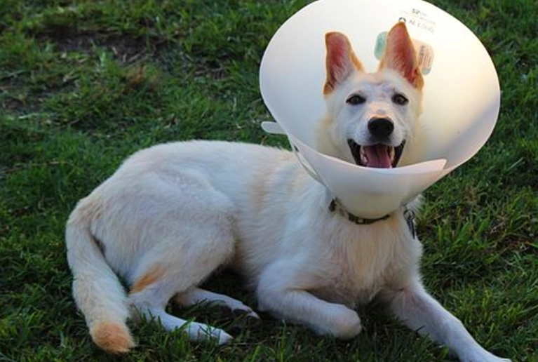 can i use peroxide on my dog's skin