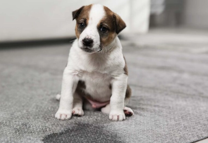 house training puppy schedule