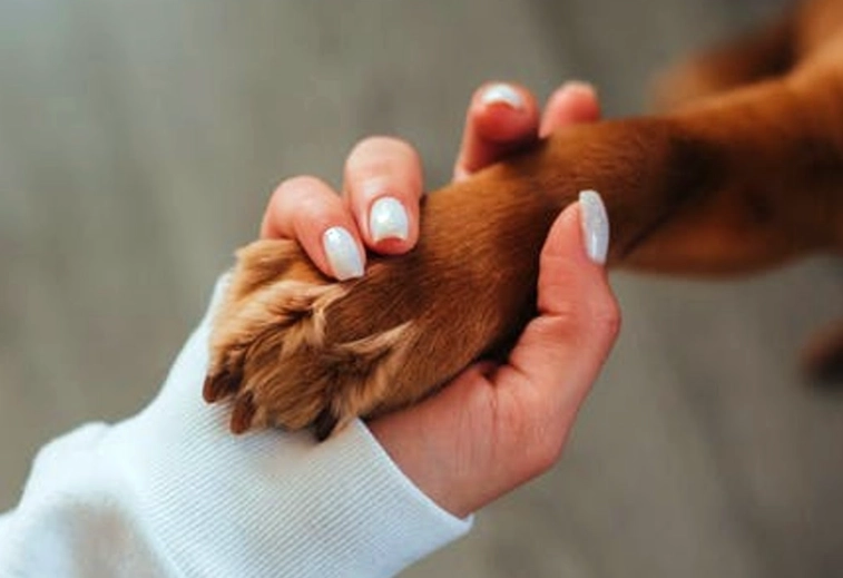 hydrogen peroxide on dogs