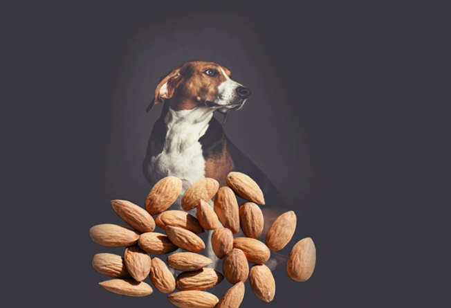 can dogs eat almonds