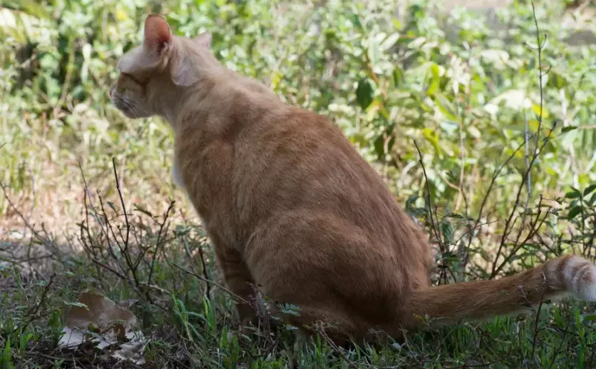 ammonia smell cat urine dangerous