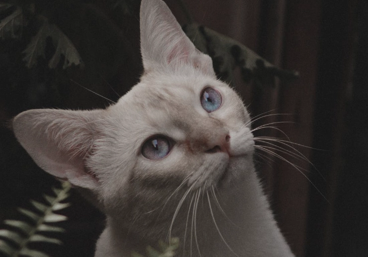 cat urine ammonia health risks