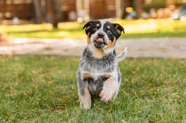 house training puppy schedule