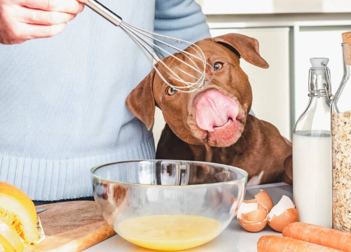 what to feed a dog with diarrhea
