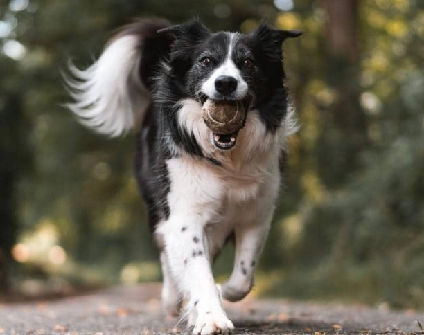 hydrogen peroxide on dogs