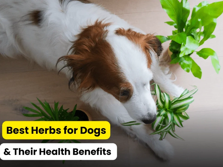 safe herbs for dogs