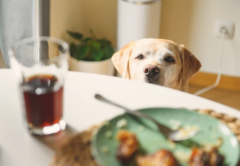 chocolate poisoning in dogs