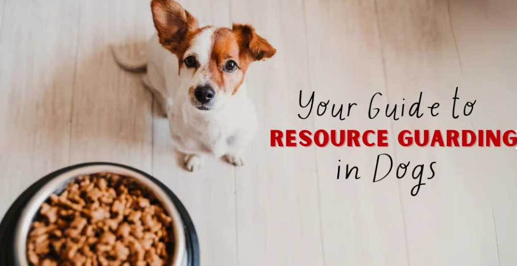 how to stop resource guarding in dogs