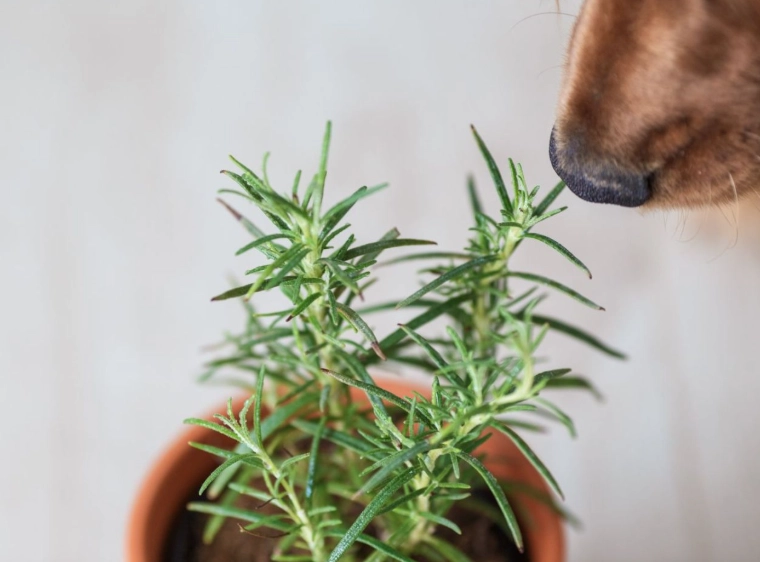 best herbs for dogs
