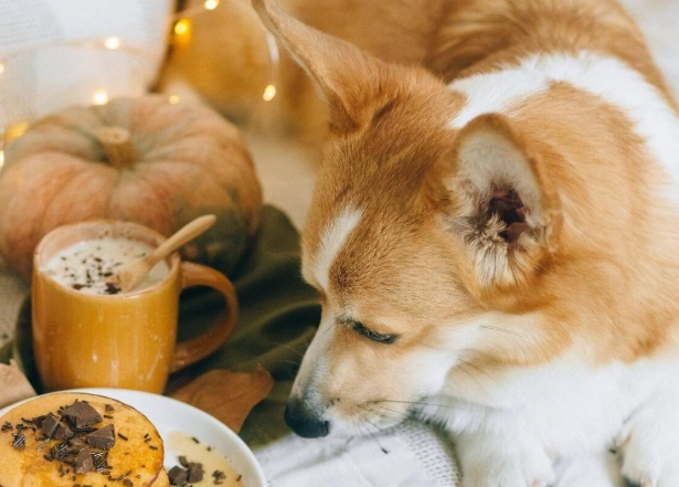 what not to feed dogs