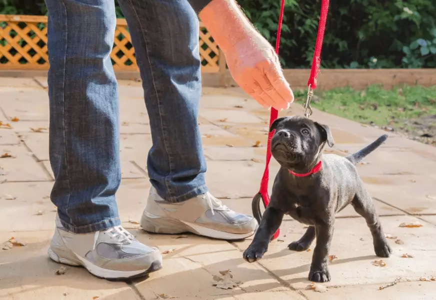best training treats for puppies