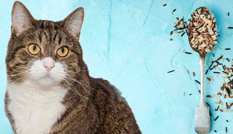 chicken broth for cats