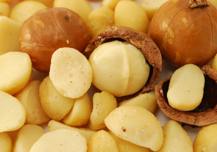 what nuts can dogs eat