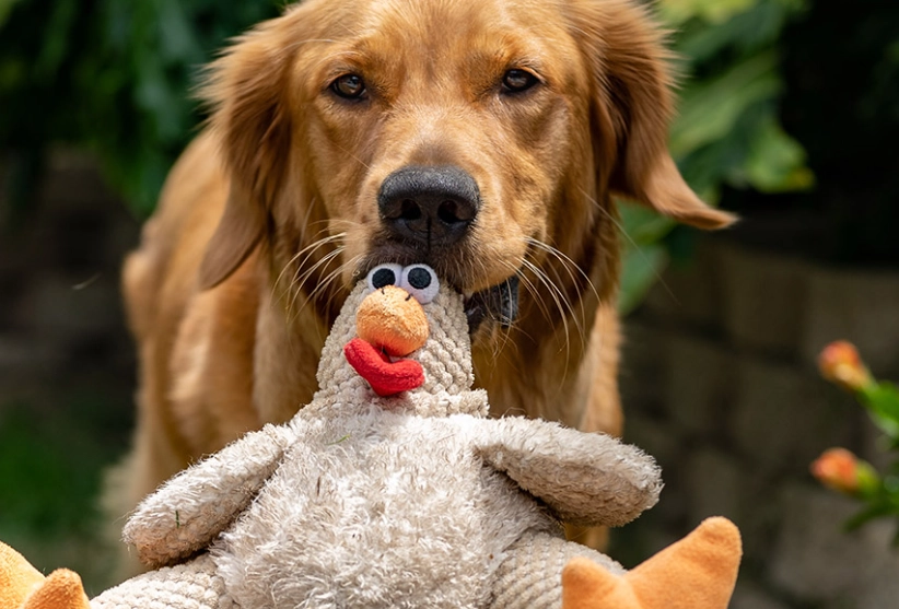 how to stop resource guarding in dogs