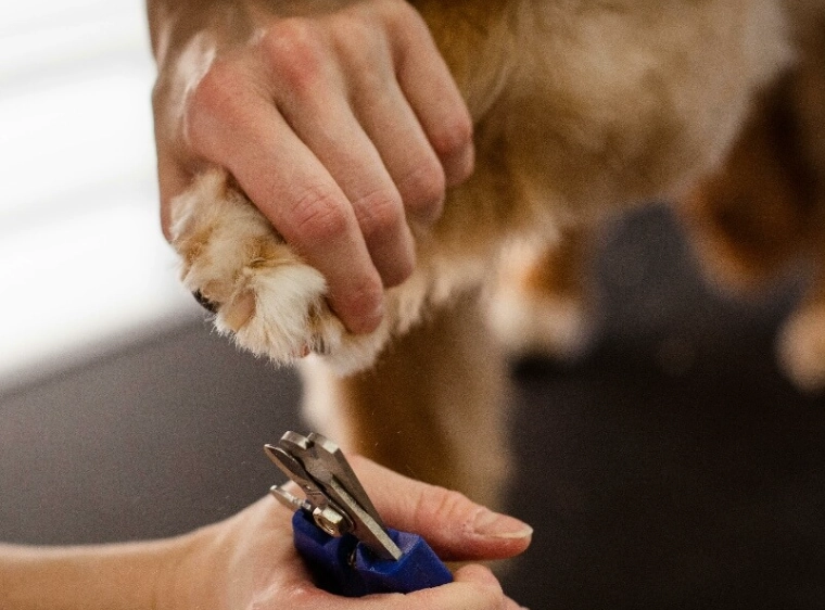 how to care for dog paws