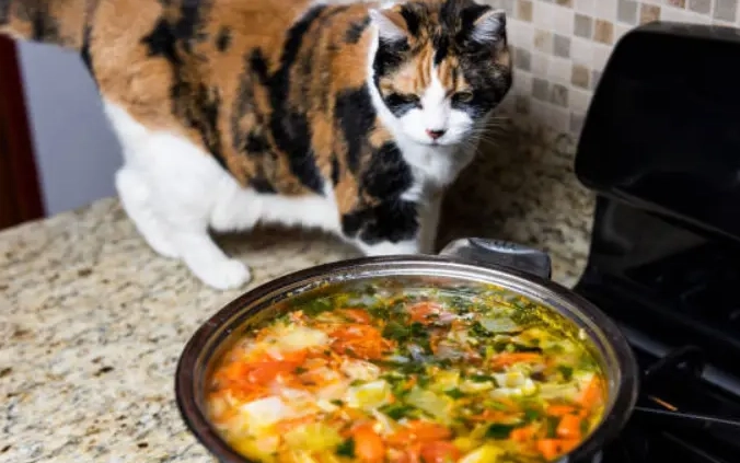 onion toxicity in cats