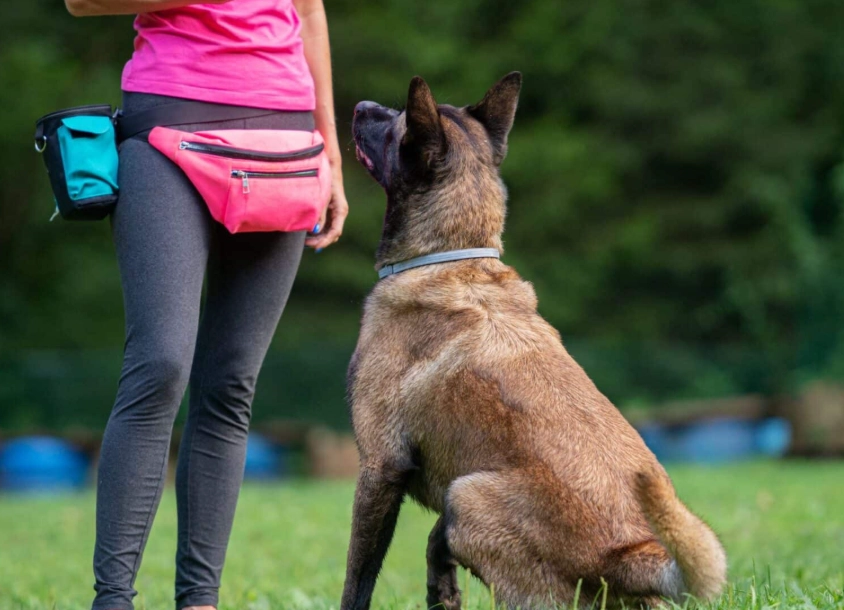 resource guarding dog training