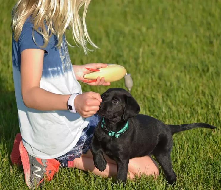 puppy treat training