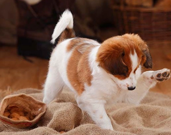 what nuts can dogs eat