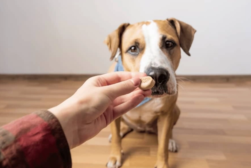 puppy treat training