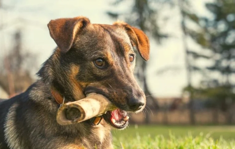resource guarding dog training