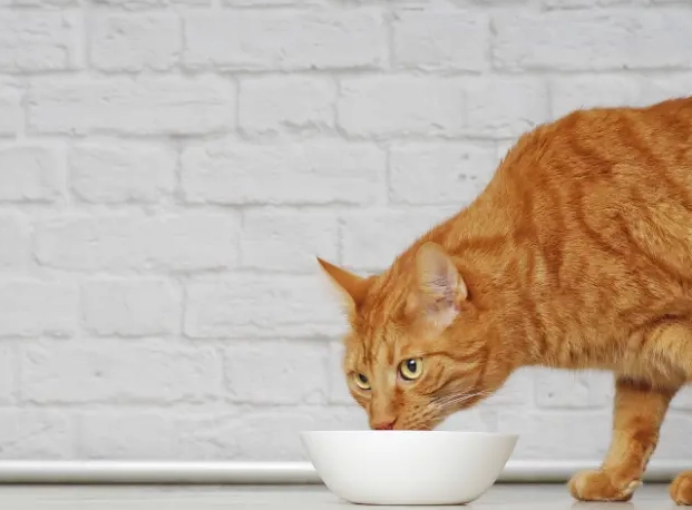 safe broth for cats