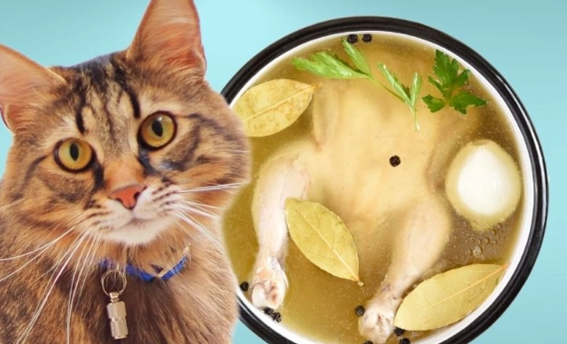chicken broth for cats