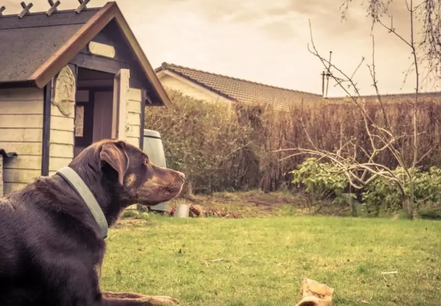 how to stop resource guarding in dogs