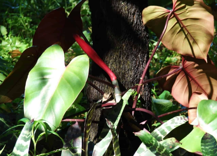 philodendron toxicity cats