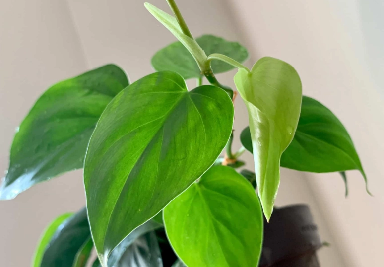 cats poisonous plants