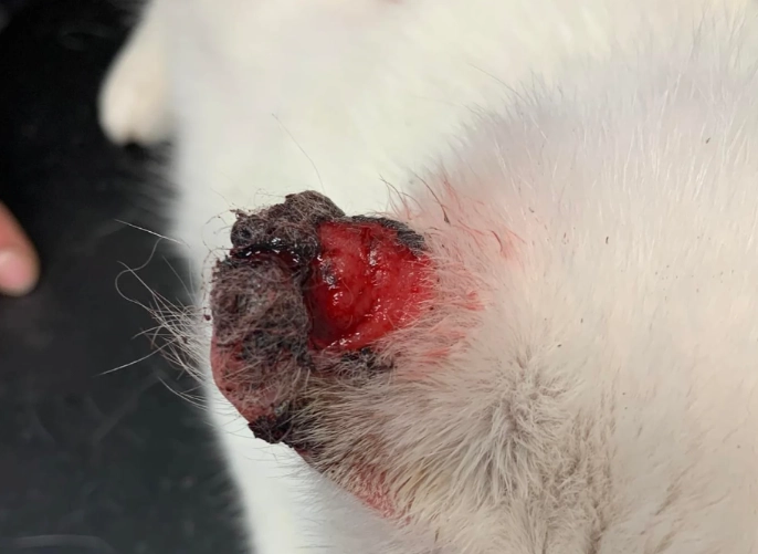 canine tumor
