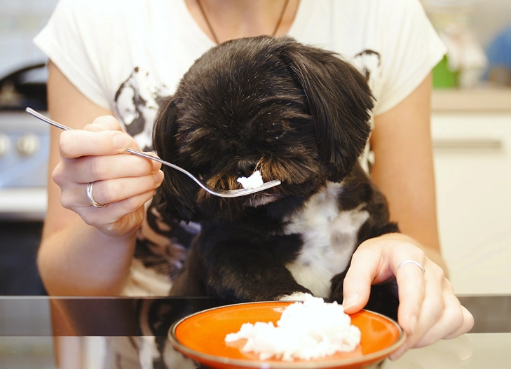 causes of diarrhea in dogs