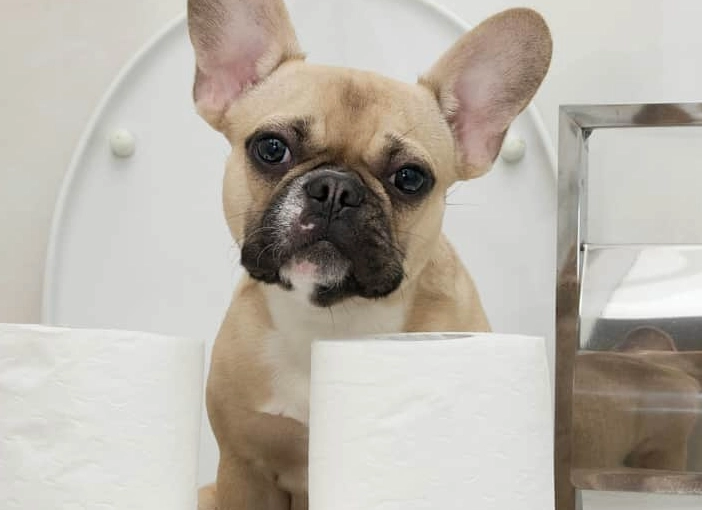 dog diarrhea home remedy