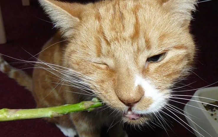 is asparagus safe for cats