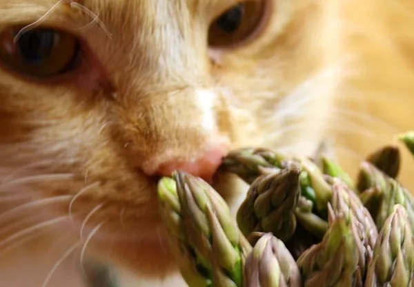 asparagus for cats