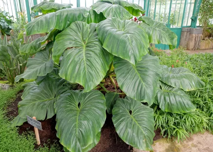 philodendron toxicity cats