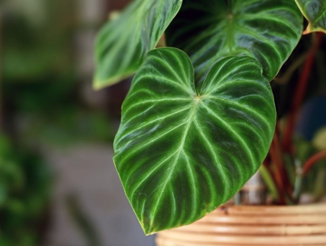 cats poisonous plants