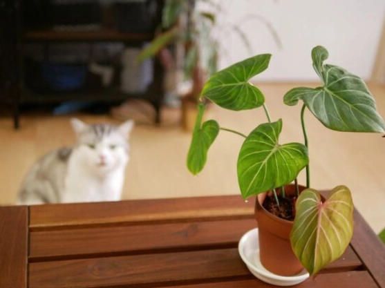 philodendron toxicity cats
