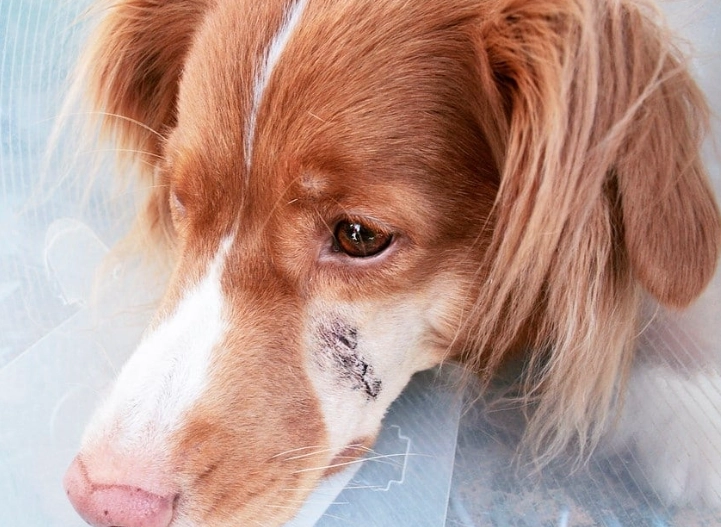 hydrogen peroxide for dogs