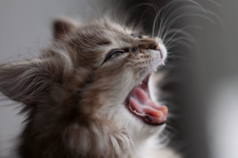 why is my cat yowling