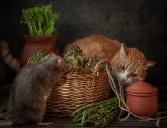 is asparagus safe for cats