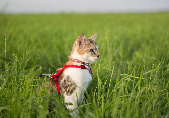 leash training a cat